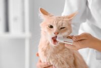 Cat Dental Care Made Easy: A Step-by-Step Guide To Cleaning Your Feline Friend’s Teeth