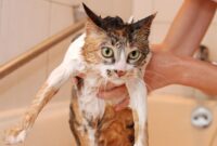 The Ultimate Guide To Grooming Your Feline Friend: Step-by-Step Tips On How To Clean Your Cat Like A Pro