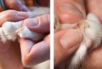 Purr-fectly Clean: The Ultimate Guide To Grooming Your Feline Friend’s Paws