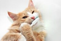 Unlock The Secret To Sparkling Feline Smiles: A Step-by-Step Guide On How To Clean Your Cat’s Teeth Like A Pro!