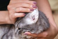 Ear-resistible Solutions: How To Detect And Defeat Ear Mites In Your Cat