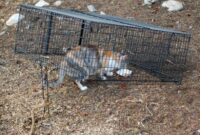 The Ultimate Guide To Safely Trapping A Wild Feral Cat: Expert Tips And Tricks