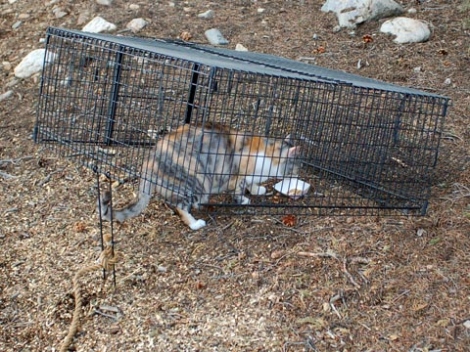 The Ultimate Guide To Safely Trapping A Wild Feral Cat: Expert Tips And Tricks