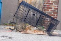 The Ultimate Guide To Safely Catching A Stray Cat With Kittens: A Step-by-Step Approach