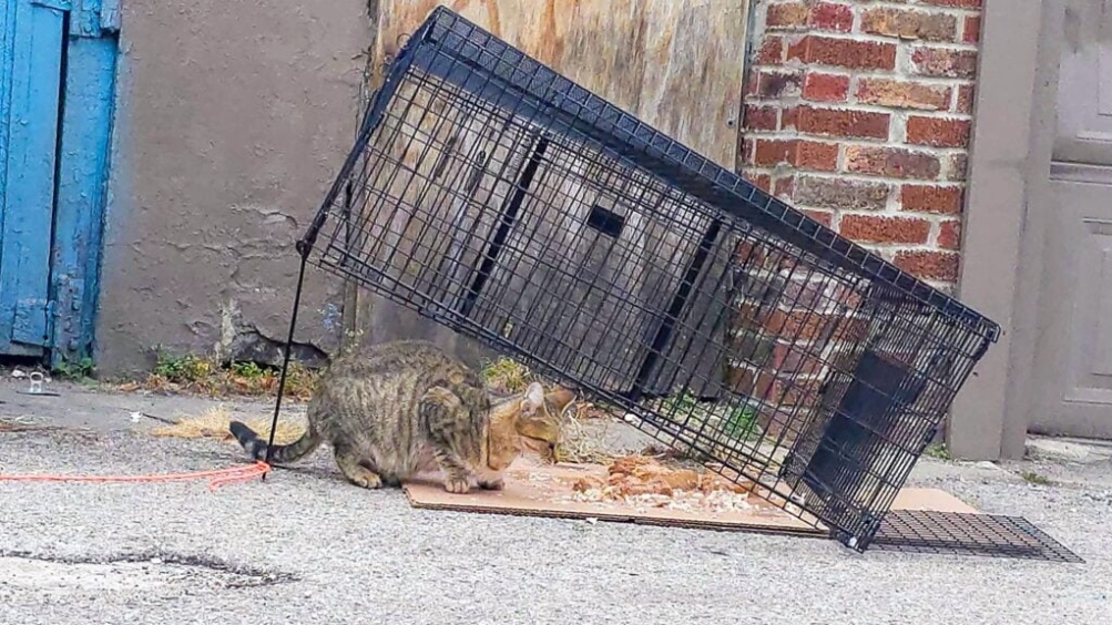 Niche Utama 2 Hard To Trap Stray, Feral, Or Outdoor Cats - Cats In Action