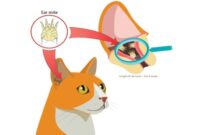 Purr-fectly Clean: Home Remedies For Keeping Your Cat’s Ears Sparkling