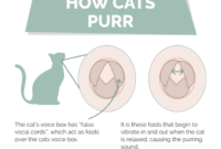 Unlocking The Mystery: The Science Behind How Cats Purr And How To Make Your Feline Friend Purr With Joy