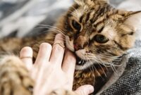 Feline Feelings: Unveiling The Mysterious Ways Cats Show Affection