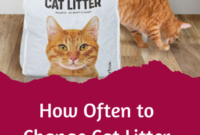 Freshen Up Your Feline’s Domain: A Step-by-Step Guide To Changing Cat Litter Like A Pro