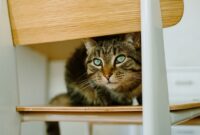 Fortress Feline: 10 Ingenious Ways To Cat-Proof Your Home And Keep Fluffy Safe!