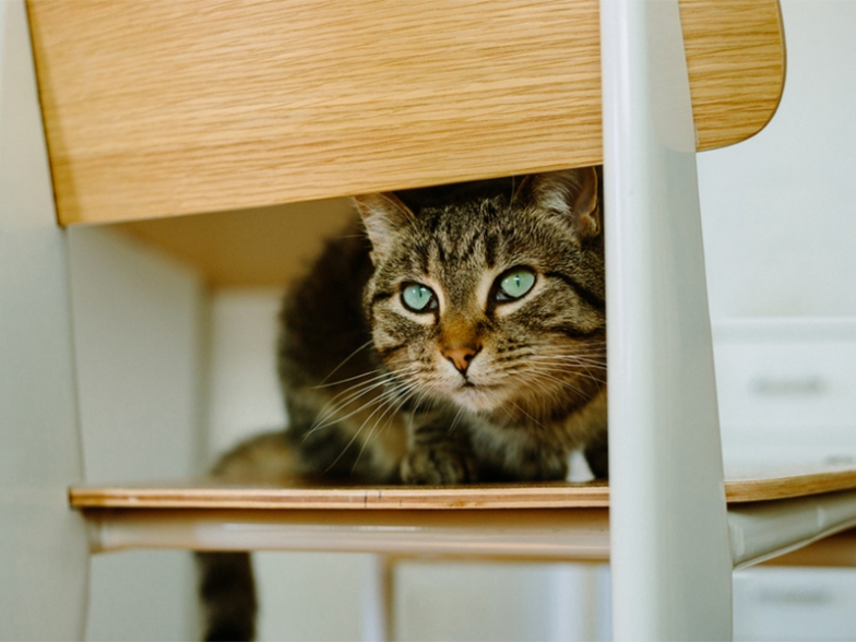 Fortress Feline: 10 Ingenious Ways To Cat-Proof Your Home And Keep Fluffy Safe!