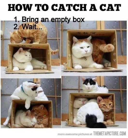 Unleash Your Inner Purr-suer: Expert Tips On How To Successfully Catch A Cat!