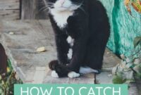 The Art Of Gentle Persuasion: How To Lure In And Catch A Stray Cat Without A Trap