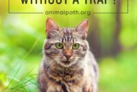 Unconventional Tactics: How To Capture A Wild Cat Without A Trap