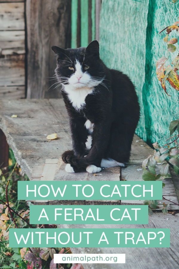 Niche Utama 2 How To Catch A Feral Cat Without A Trap?