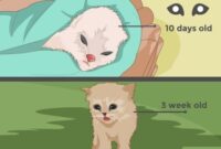 The Ultimate Guide To Catching A Cat Without Using A Trap: A Purrfectly Crafty Approach