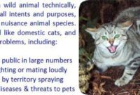 The Ultimate Guide To Capturing A Wild Feline: Tips And Tricks For Safely Trapping A Feral Cat