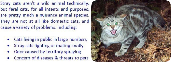 The Ultimate Guide To Capturing A Wild Feline: Tips And Tricks For Safely Trapping A Feral Cat