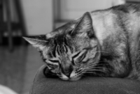 Cat Therapy: 10 Creative Ways To Cheer Up Your Depressed Feline Friend