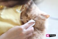 Purrfectly Clear: The Ultimate Guide To Safely And Effectively Cleaning Your Cat’s Eyes