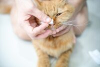 Purr-fectly Clean: A Step-by-Step Guide On How To Gently Clean Your Cat’s Nose