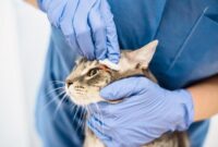 Purr-fectly Clean: The Ultimate Guide To Healing And Caring For Your Cat’s Wounds