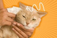 Purr-fectly Clean: A Step-by-Step Guide To Safely And Effectively Cleaning Your Cat’s Ears