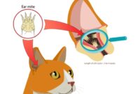 Purr-fectly Clean: A Step-by-Step Guide On How To Safely And Effectively Clean Your Cat’s Ears At Home