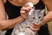 Ear-resistible Techniques: How To Clean Your Cat’s Ears Without The Need For Solution