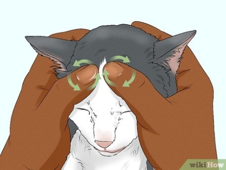 Niche Utama 2 How To Give Your Cat A Massage (with Pictures) - WikiHow