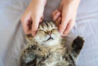 Unlock The Healing Power Of Feline Touch: A Step-by-Step Guide To Cat Massage Techniques