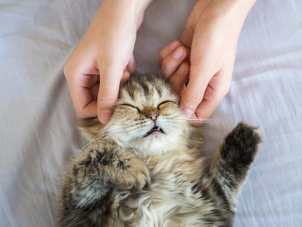 Unlock The Healing Power Of Feline Touch: A Step-by-Step Guide To Cat Massage Techniques