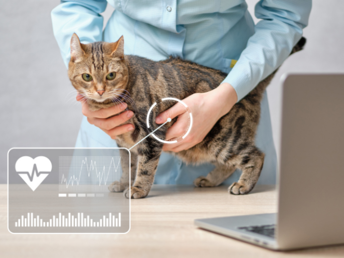 Niche Utama 2 How To Quickly Check The Heart Rate Of A Cat — All Pet Voices