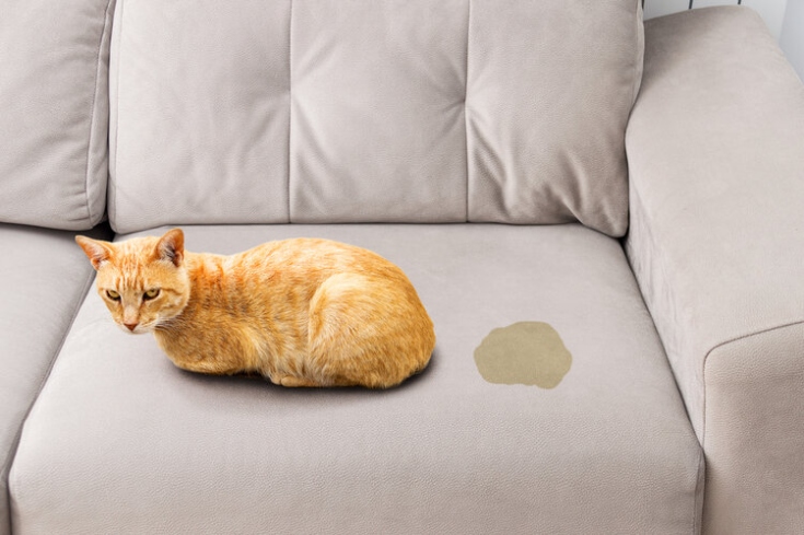 Niche Utama 2 How To Remove Cat Pee Smell From A Couch:  Quick & Easy Tips