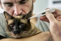 Feline Fever: A Step-by-Step Guide On How To Safely And Accurately Check Your Cat’s Temperature At Home