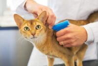 Purr-fectly Easy Guide: How To Detect If Your Feline Friend Is Microchipped