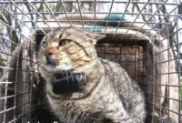 Unleash Your Inner Hunter: A Step-by-Step Guide On How To Trap A Wild Feral Cat Safely And Humanely