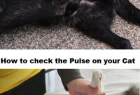 Purring Into Health: A Step-by-Step Guide On How To Check Your Cat’s Pulse