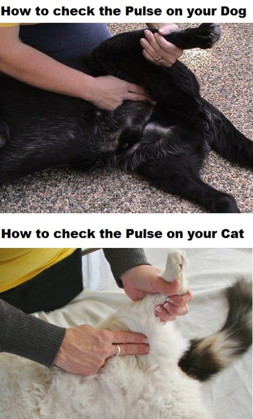 Purring Into Health: A Step-by-Step Guide On How To Check Your Cat’s Pulse