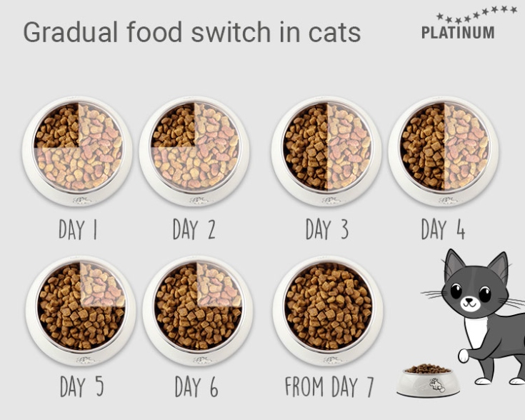 Niche Utama 2 Switching Food In Cats