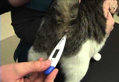 Purrfectly Precise: The Ultimate Guide To Checking Your Cat’s Temperature Safely And Effectively