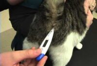 Purr-fectly Practical: A Step-by-Step Guide On How To Check Your Cat’s Temperature Safely And Effectively