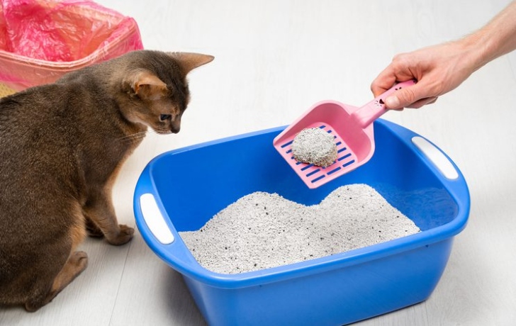 Niche Utama 2  Tips For Cleaning Your Cat's Litterbox In Zion, IL  Gray Animal