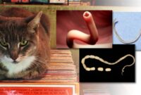 Feline Hitchhikers: Unraveling The Mystery Of How Cats Contract Worms