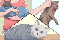 Tail-end Troubles: A Step-by-Step Guide On How To Properly Clean Your Cat’s Rear End