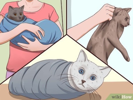 Niche Utama 2  Ways To Clean Your Cat When He Can't Do It Himself - WikiHow