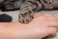 Cat Bite First Aid: How To Properly Clean And Treat A Feline Bite Wound