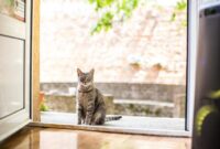 The Ultimate Guide To Catching Your Elusive Feline Friend: Tips And Tricks For Nabbing A Runaway Cat